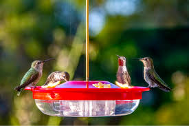 hummingbirds